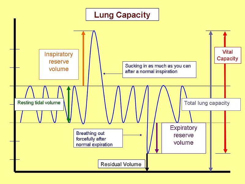 What Is Tidal Volume And Vital Capacity